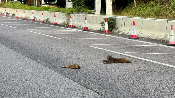 兩隻猴子疑遭汽車撞傷。fb： 車cam L（香港群組）