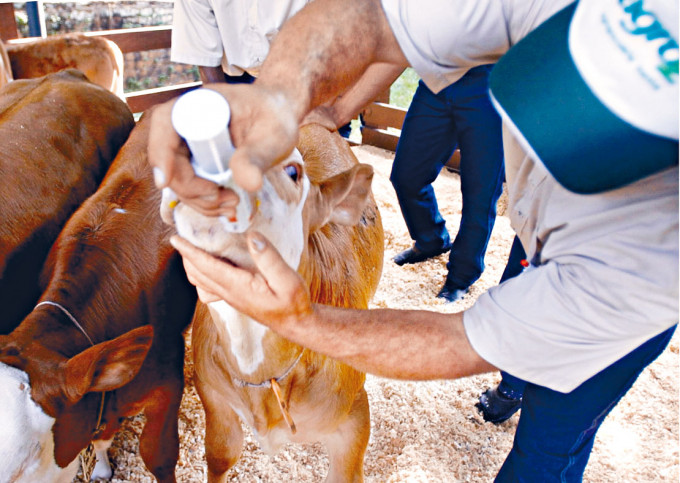 ■巴西農業部指出，瘋牛症與飼料受污染無關。