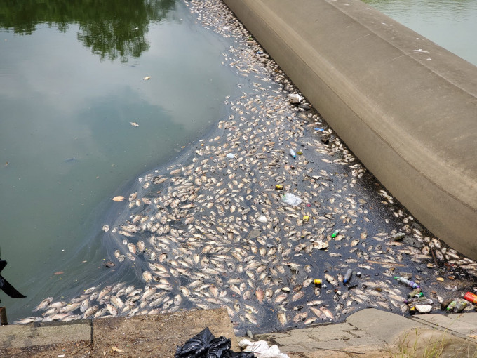 大量魚屍在水面漂浮。 梁國峰攝