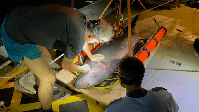 保育基金昨晚已將鯨魚屍體帶回海洋公園，於今早作解剖。海洋公園保育基金圖片