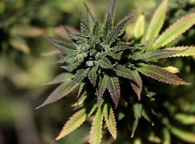 夏威夷州頒佈新法例，把擁有少量大麻非刑事化。示意網圖