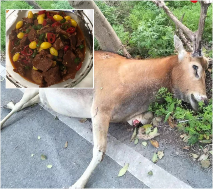 江苏麋鹿保护区门口有 餐厅被揭发卖鹿肉。网上图片