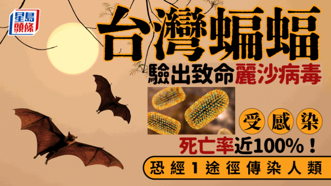 致命病毒｜台灣蝙蝠驗出麗沙病毒 遭感染死亡率近100%！恐經1途徑傳染人類