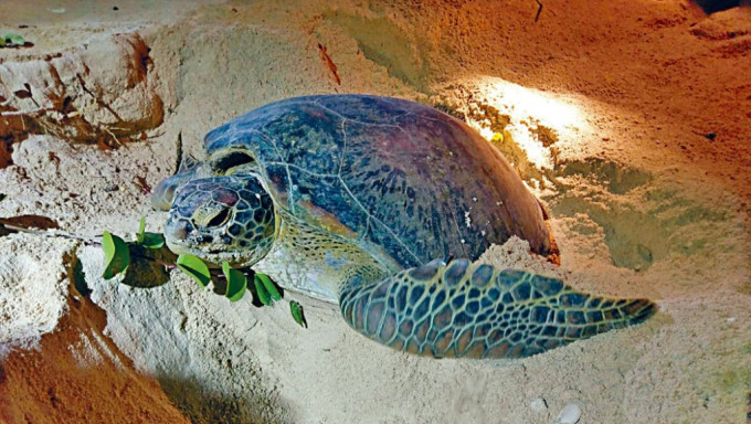 南丫島深灣是香港綠海龜的繁殖地。資料圖片