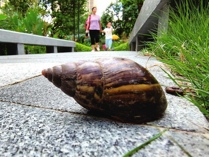 广西南宁市的南湖公园工人对非洲大蜗牛开展消灭扑杀工作。网上图片