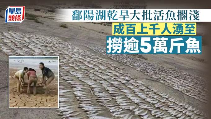 鄱阳湖乾涸湖中的鱼大量搁浅。