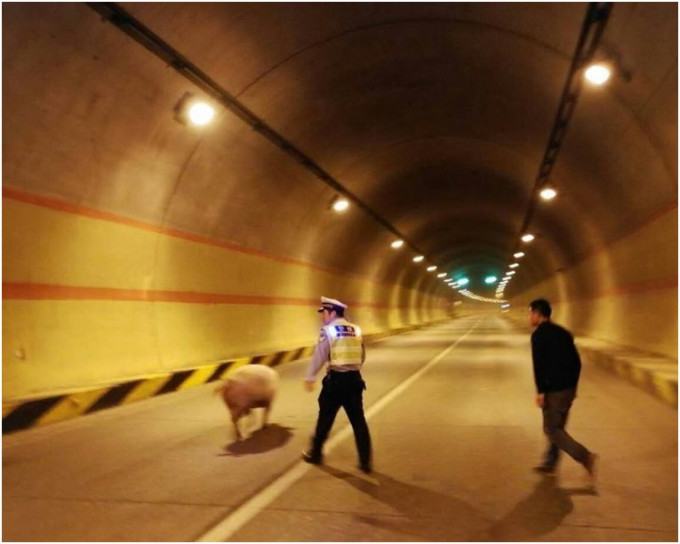 走甩的豬在隧道內散步。