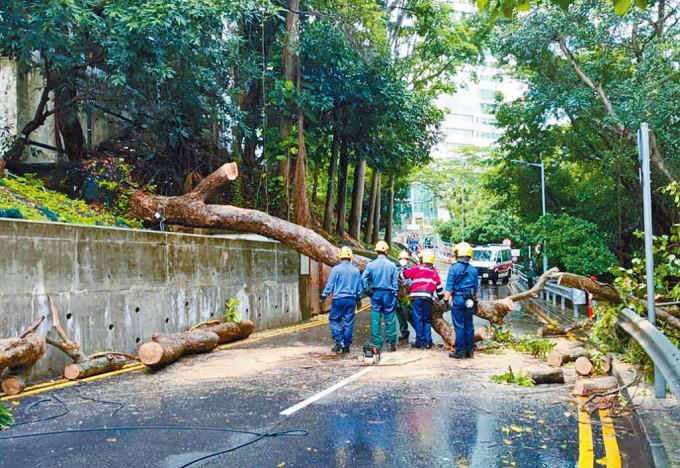 玛丽医院行政大楼附近路旁一株约10米高的大树，昨晨在恶劣天气期间突然倒下。