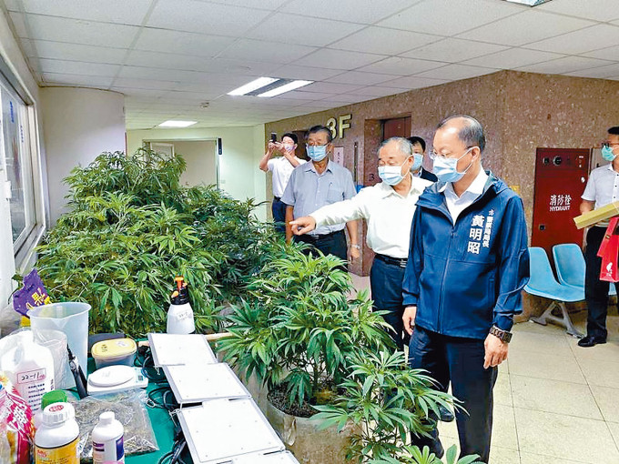 ■警方當場檢獲十多株大麻樹苗。