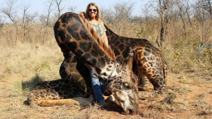 美国肯塔基州女子塔利南非猎杀长颈鹿，引起网民批评。网图