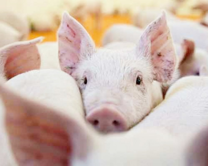 日本岐阜市再传猪瘟，将扑杀23只猪。网上图片