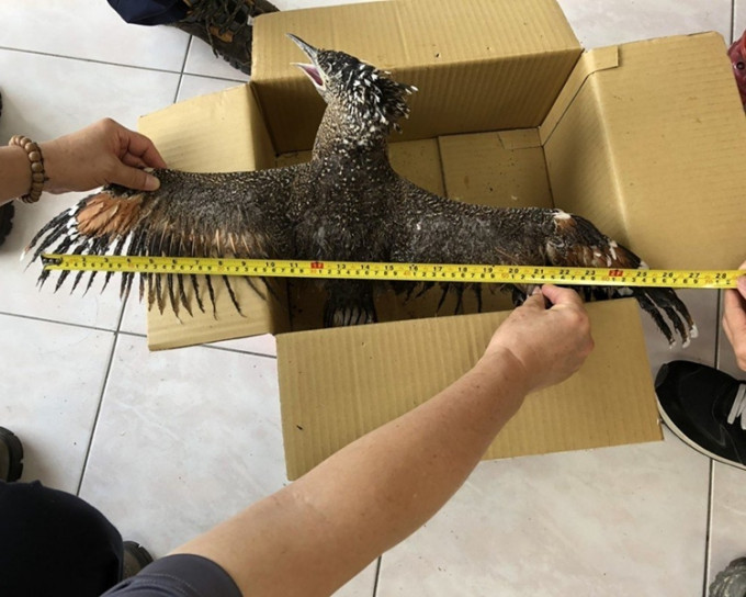 涉事黑冠麻鹭高约40厘米、展翅宽约85厘米。台电图片