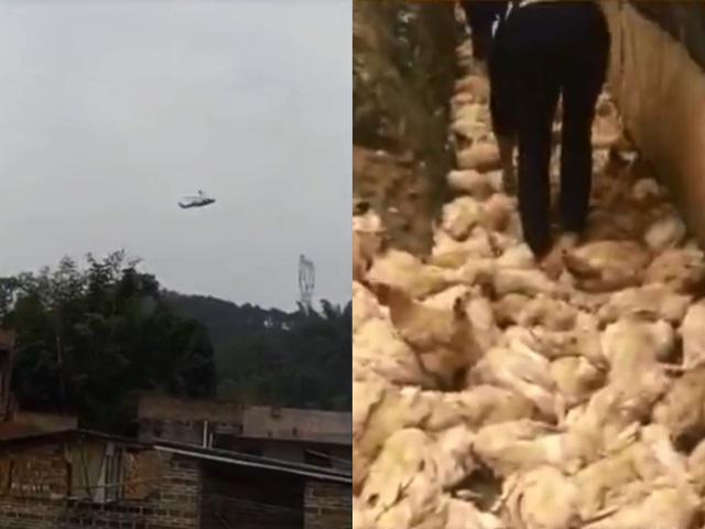 廣西雞棚近400隻雞被直升機的噪音「嚇死」。網圖