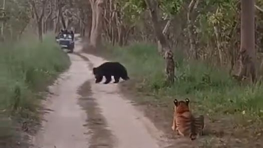 印度的野生动物保护区，游客目睹熊虎斗。