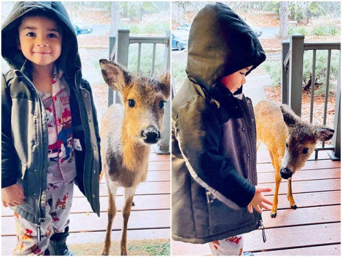 美国维珍尼亚州一对夫妻带著4岁的儿子外出度假，怎料儿子竟带小鹿回家作客。网图