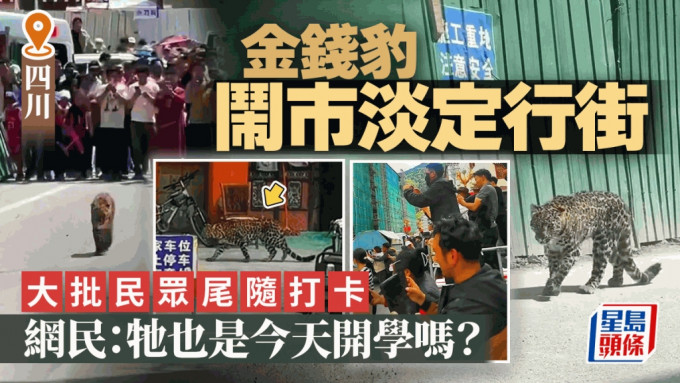 四川野生金钱豹落山淡定行街引哄动 网民：开学吗？︱有片