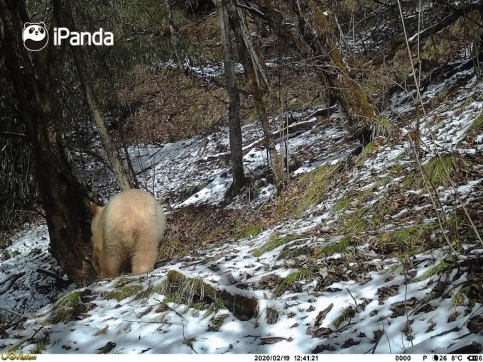 大貓熊國家公園管理局近日再對外發布一批白色貓熊於野外活動的影像。網圖