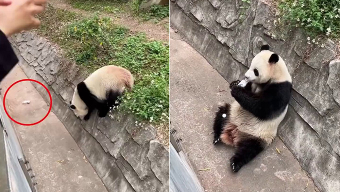 遊客飲料不慎掉落被大熊貓撿來喝，廣州動物園：正密切留意其身體狀況。