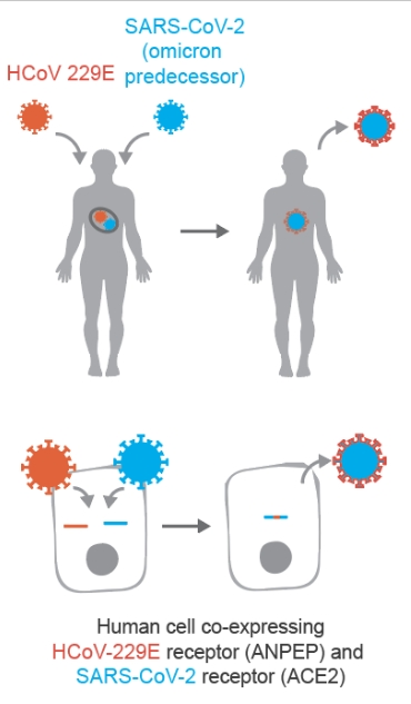 科学家估计新冠病毒从感冒病毒取得独特基因序列，产生Omicron。Nference论文截图