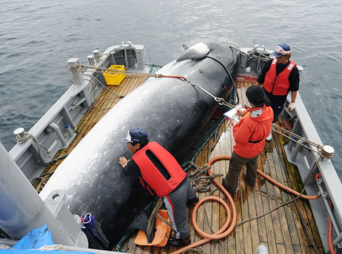 日本政府今日正式宣佈退出管理鯨類資源的國際捕鯨委員會（IWC）。AP