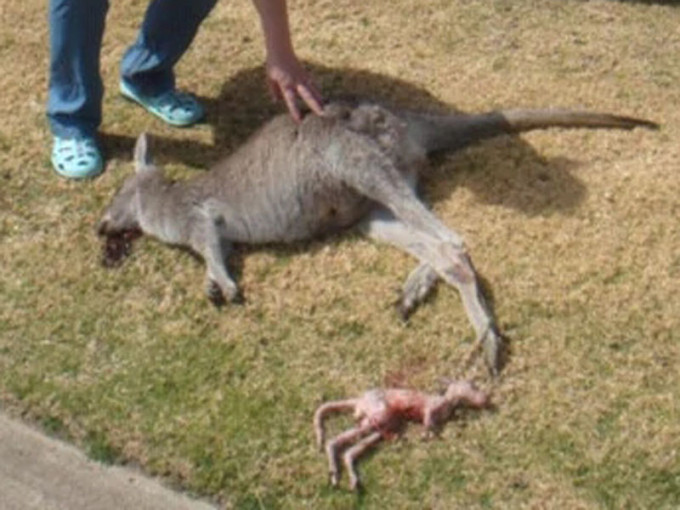 澳洲一名19岁男子驾车在一个小时内撞死20只袋鼠，警方日前以虐待动物罪嫌将他逮捕。（网图）
