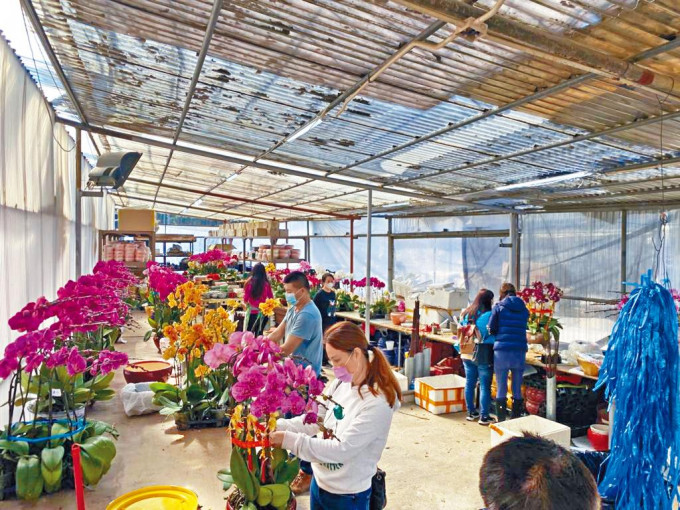 年宵花市夢碎下，有元朗蘭花花場以大減價方式吸引市民及熟客到現場買花，減少損失。