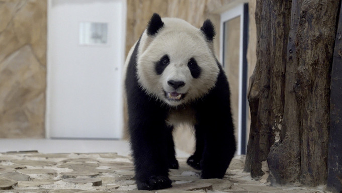 中國大熊貓入住卡塔爾豪華熊貓館。