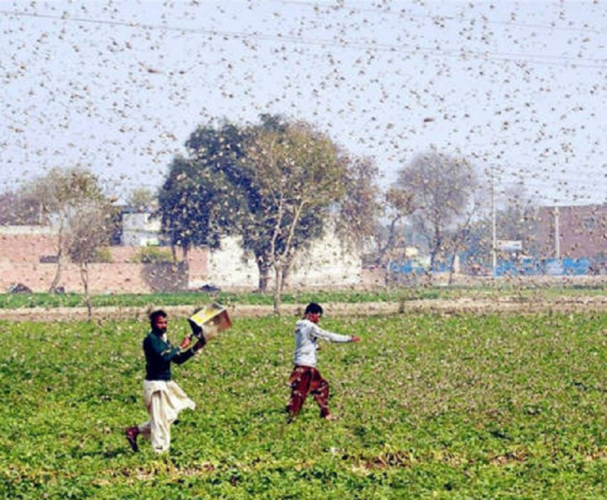 巴基斯坦农民驱赶蝗虫。新华社