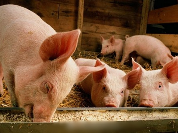 國家發改委、農村部聯合發布《關於做好穩定生豬生產中央預算內投資安排工作的通知》，將實施補助生豬規模化養殖場建設及處理糞污的方案。