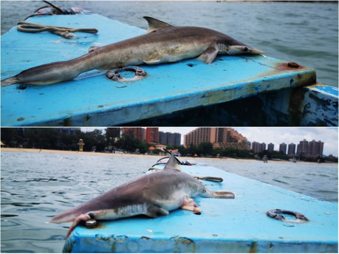 黄金泳滩防鲨网外发现鲨鱼尸体。工会图片