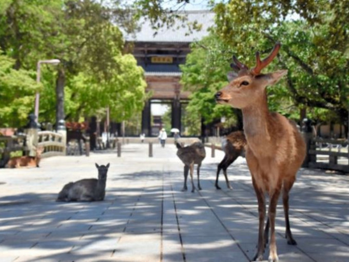 奈良公園附近棲息的奈良鹿，也用各種方式避暑。網圖