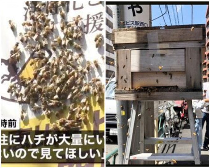 東京街頭有萬隻蜜蜂亂舞。網圖