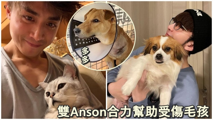 兩位Anson一同合力幫助受傷的流浪犬多多。