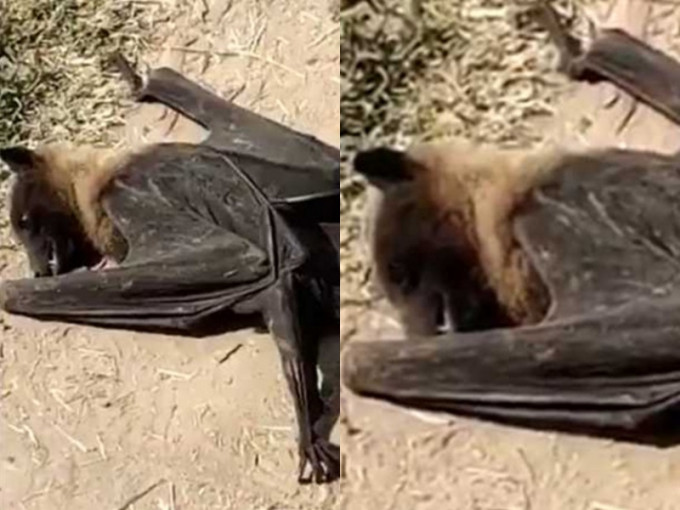 蝙蝠集体集体暴毙。网图