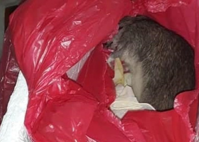 丹尼尔夫妇接过装有早夭女儿遗体盒子时，发现竟得一只死老鼠。Majo Velez Facebook图片