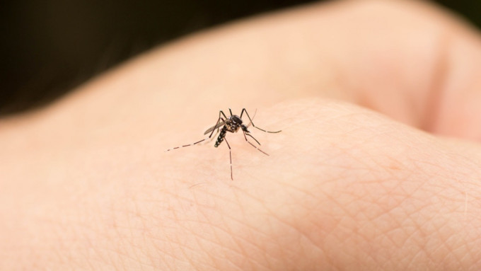 16岁青年上月游泰国兰达岛  多番被蚊叮同时感染寨卡及登革热。iStock示意图