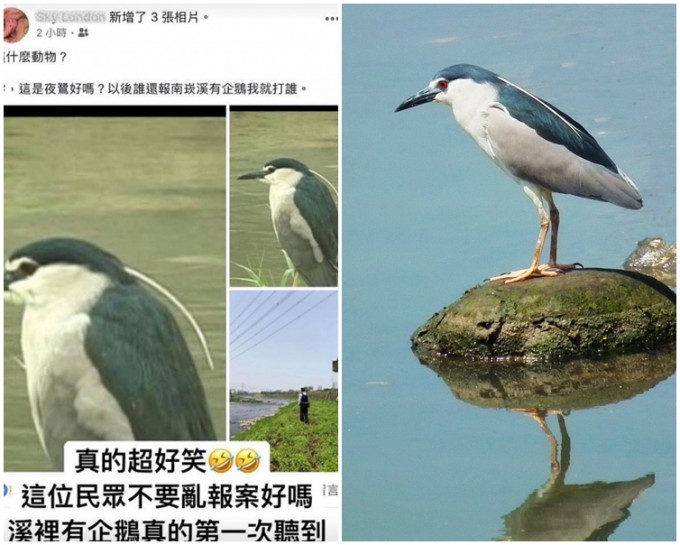 台湾随处可见，喜欢生活在水边的夜鹭(右)。网图
