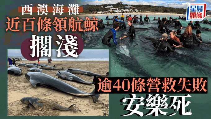 西澳海滩近百条鲸鱼搁浅，西澳州公园暨野生动物管理局宣布营救失败。AP