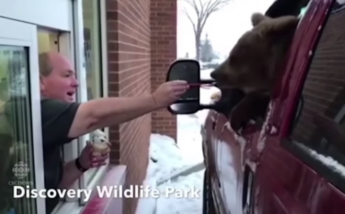 動物園職員開車載棕熊外出嘆雪糕惹熱議。影片截圖