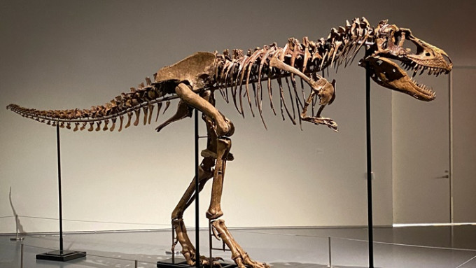 一副7700萬年前魔鬼龍化石在紐約拍賣，以610萬美元成交。路透社圖片