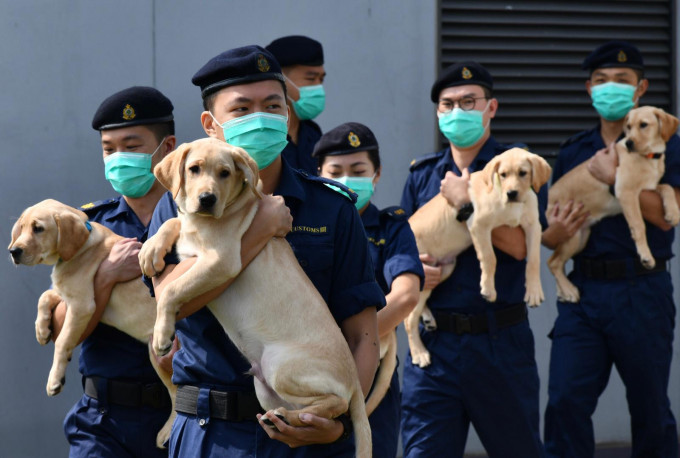 海關搜查犬課於今年7月首次自行繁殖犬隻。盧江球攝