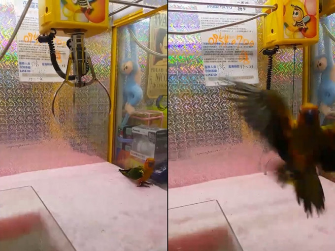 無助的鸚鵡為了逃命只能縮到角落，鐵夾降下時又害怕地飛走。 影片截圖