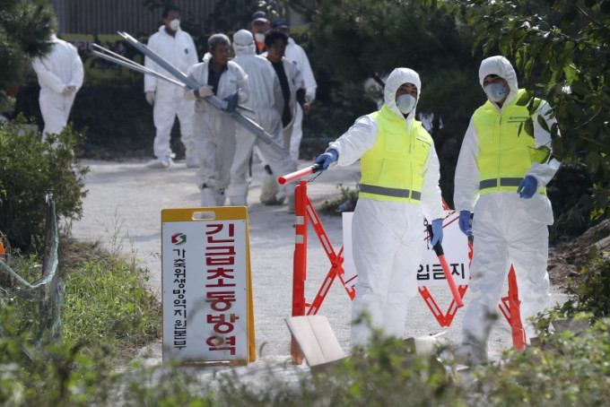 南韩国京畿道涟川郡新增一宗非洲猪瘟个案，令全国个案增至14宗。AP