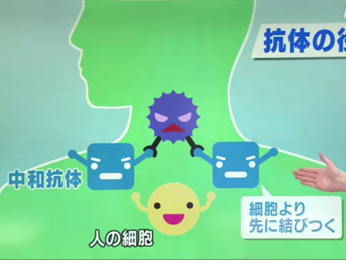 日本研發出「人工抗體」 ，可攻擊新冠病毒防止其增生。NHK截圖。