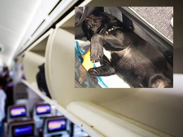 小狗被困行李柜超过3小时，最终死亡。 网图