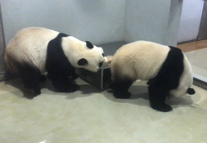 大熊猫盈盈乐乐5次交配失败需授孕。海洋公园提供