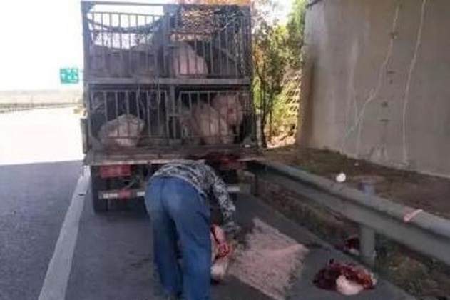 豬販就地宰殺豬隻以示「教訓」，血淋淋的畫面嚇倒路過的途人。