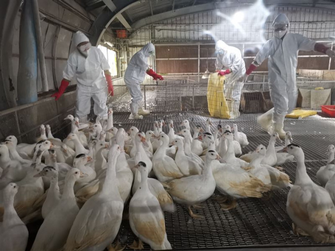 台湾有农场发现H5N1禽流感。