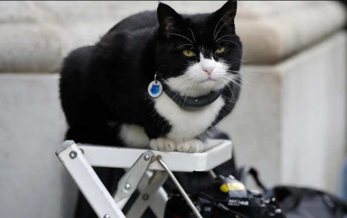 英国外交部的「首席捕鼠官」帕默斯顿(Palmerston)。AP