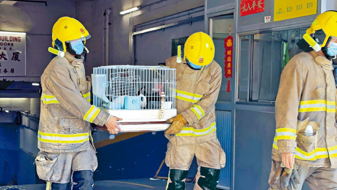 大火扑灭后，两只兔子昨被消防员救出。 
